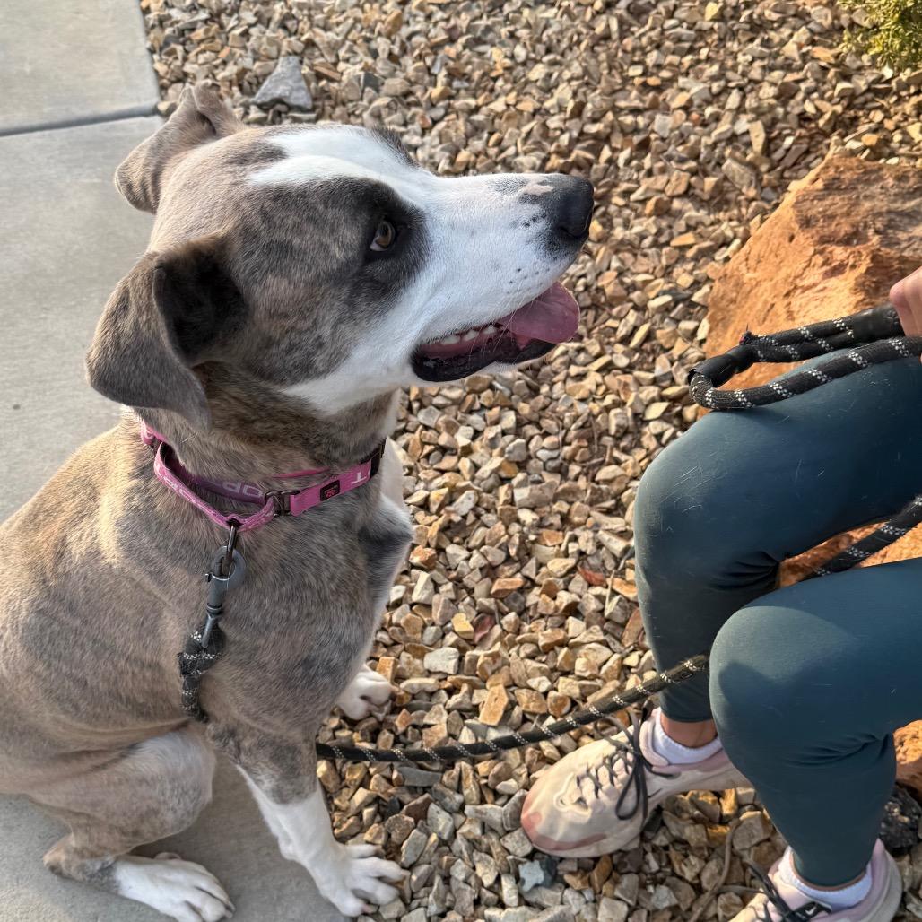 Enlarge Loona, a Adoptable mixed breed in Albuquerque, NM image 1/6