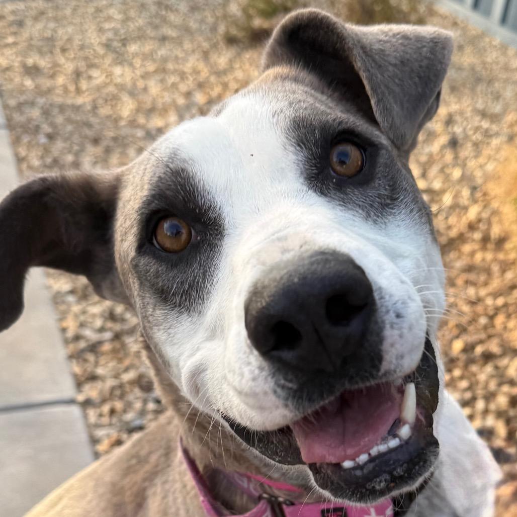 Enlarge Loona, a Adoptable mixed breed in Albuquerque, NM image 3/6