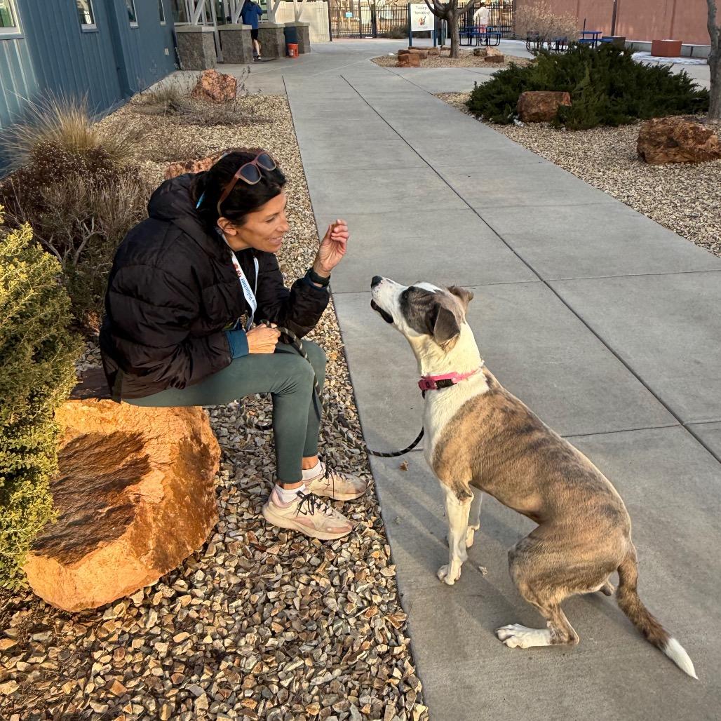 Enlarge Loona, a Adoptable mixed breed in Albuquerque, NM image 4/6