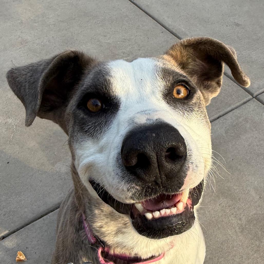 Enlarge Loona, a Adoptable mixed breed in Albuquerque, NM image 5/6