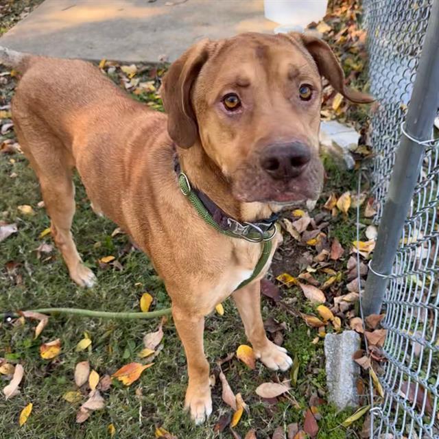 Enlarge ADDAMS, a Adoptable mixed breed in Murfreesboro, TN image 1/1