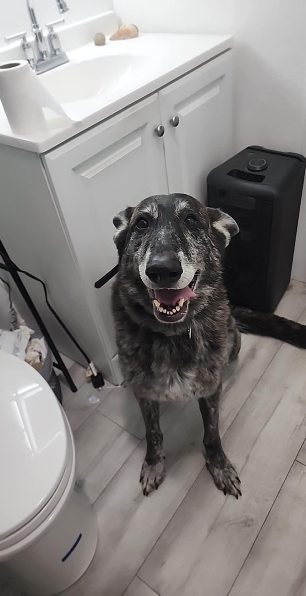 Rajah, a Adoptable German Shepherd Dog in Fort Collins, CO image 2/2