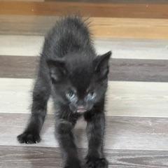 Enlarge Crackle C12212, a Adoptable Domestic Short Hair in Elk River, MN image 1/1