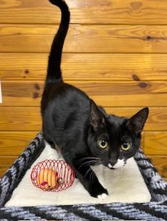 Stash, an adoptable Tuxedo in Southern Pines, NC image 5/5