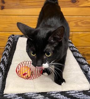 Stash, an adoptable Tuxedo in Southern Pines, NC image 4/5