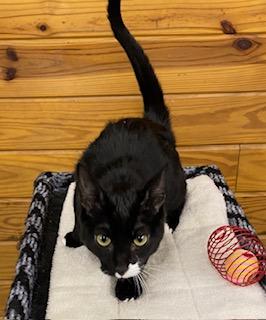 Stash, an adoptable Tuxedo in Southern Pines, NC image 3/5
