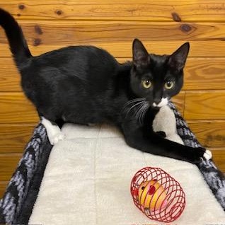 Stash, an adoptable Tuxedo in Southern Pines, NC image 1/5