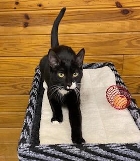 Stash, an adoptable Tuxedo in Southern Pines, NC image 2/5