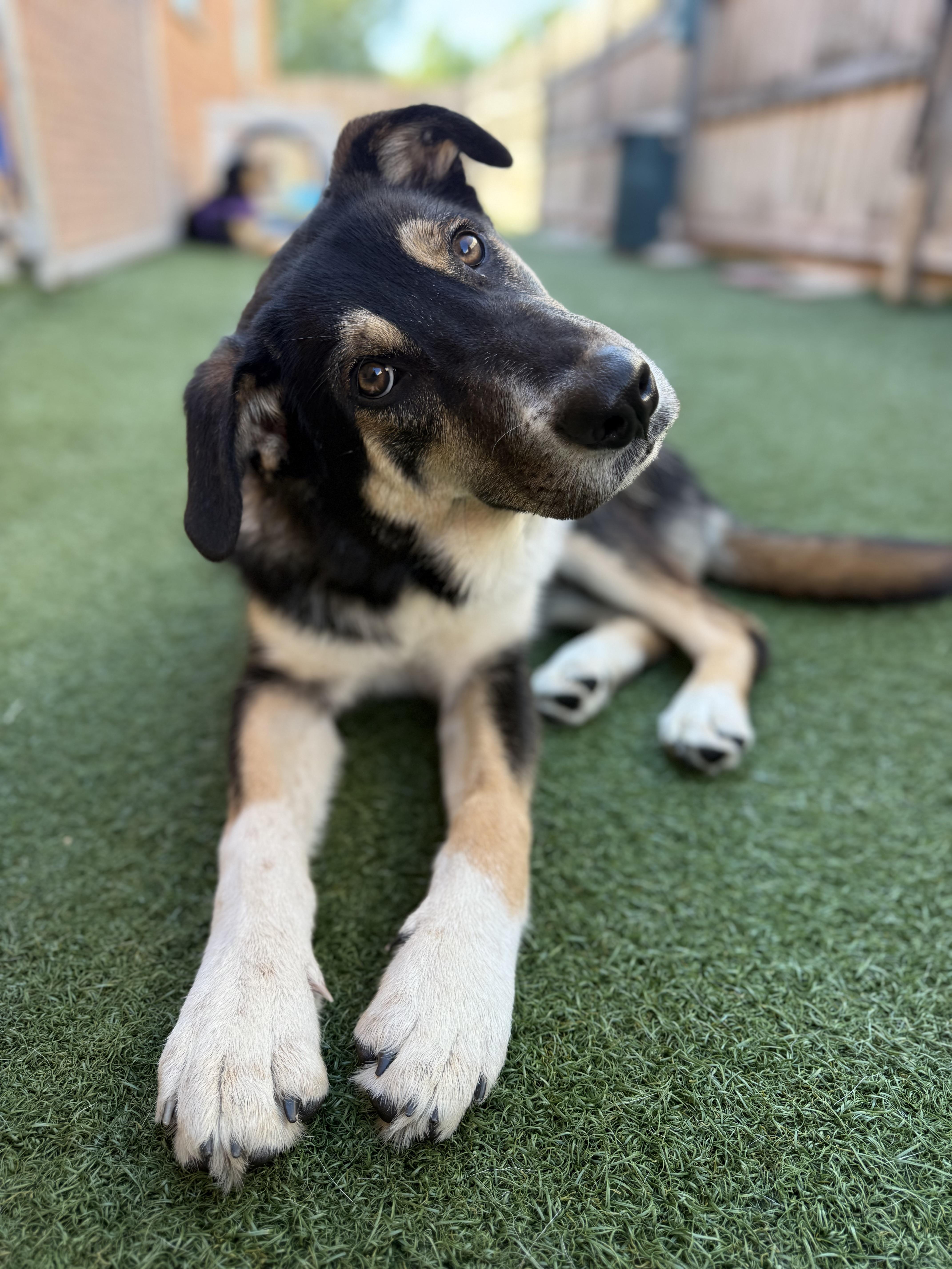 Enlarge Cheddar, a Adoptable mixed breed in Schaumburg, IL image 3/4