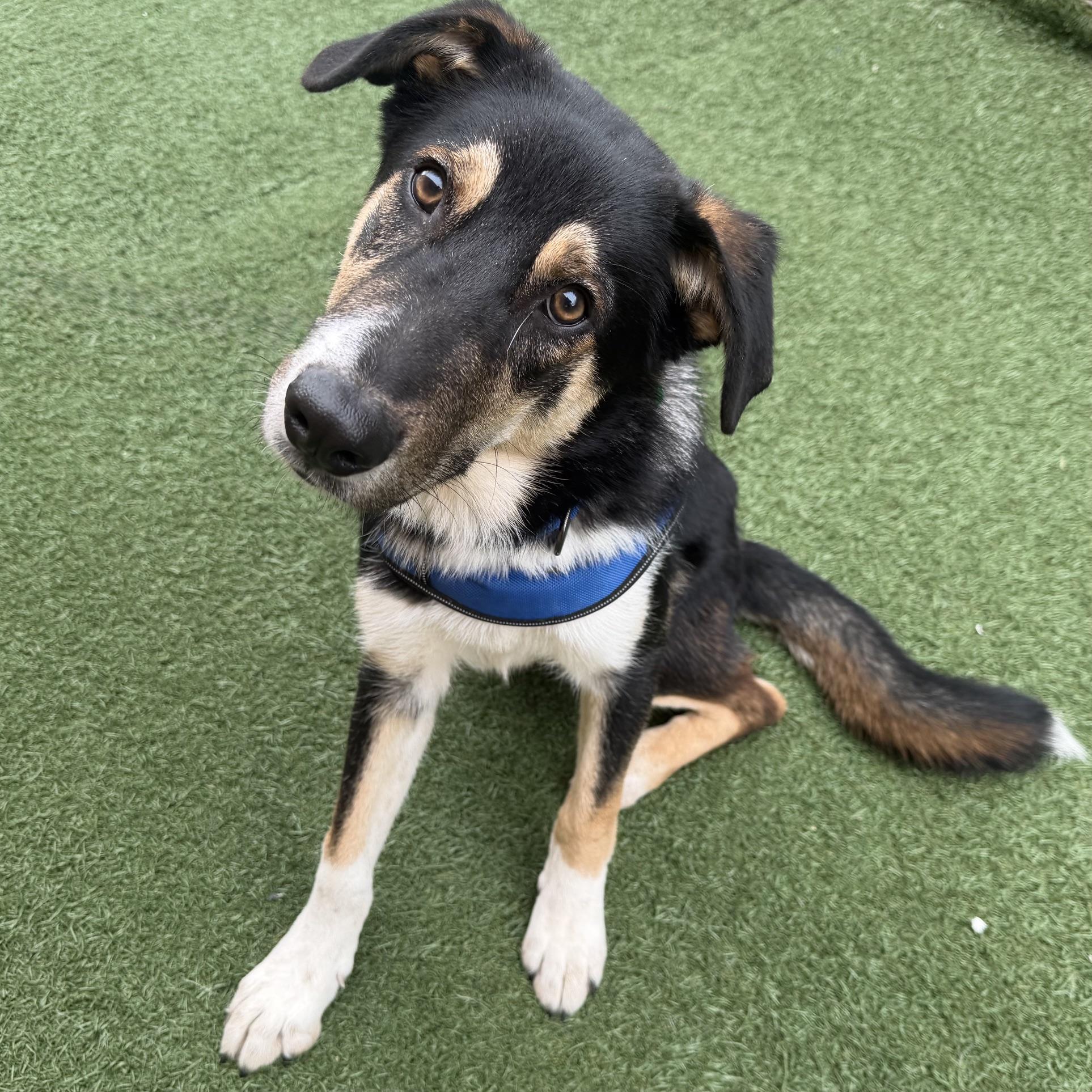 Enlarge Cheddar, a Adoptable mixed breed in Schaumburg, IL image 4/4