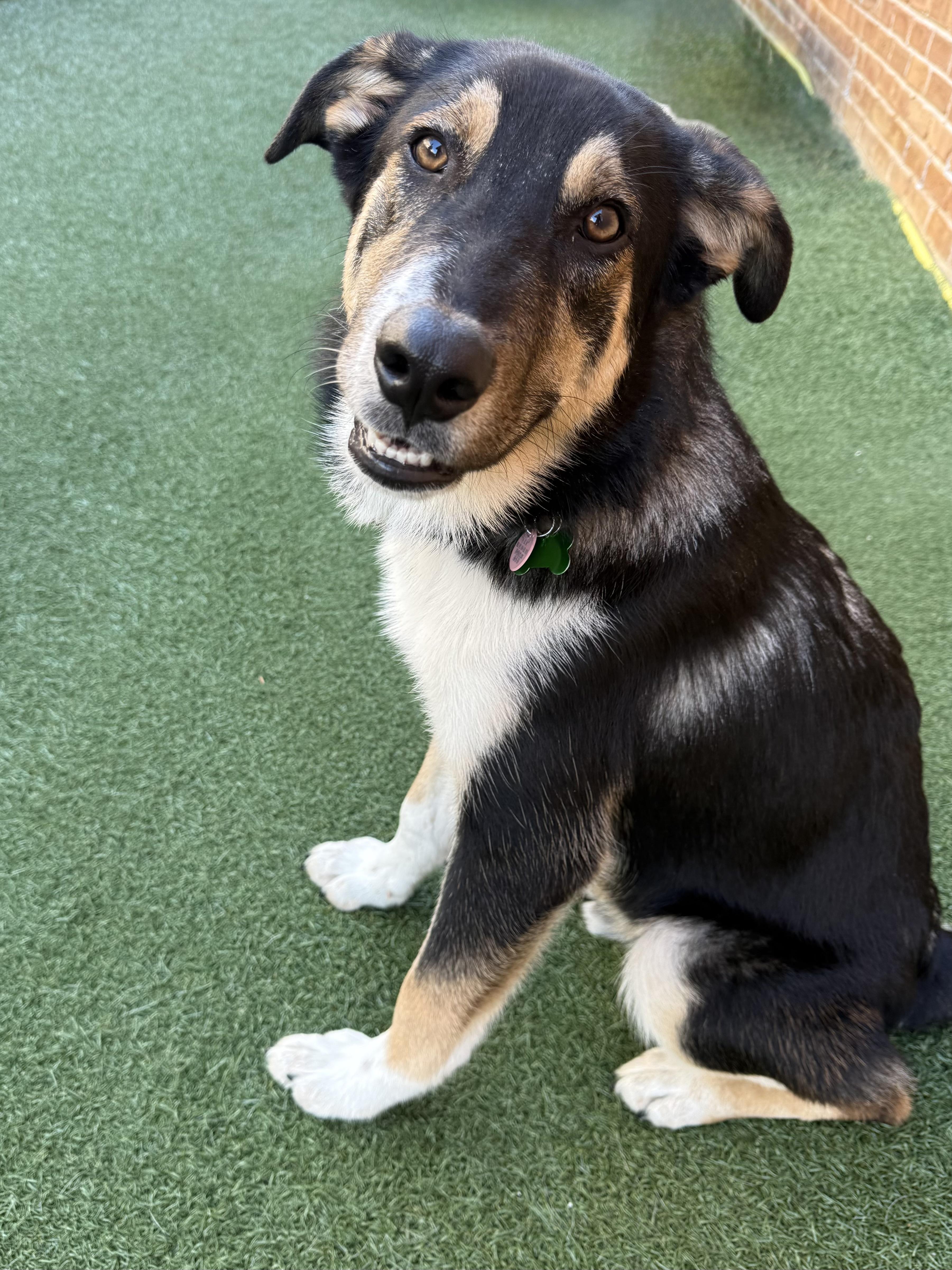 Enlarge Cheddar, a Adoptable mixed breed in Schaumburg, IL image 2/4