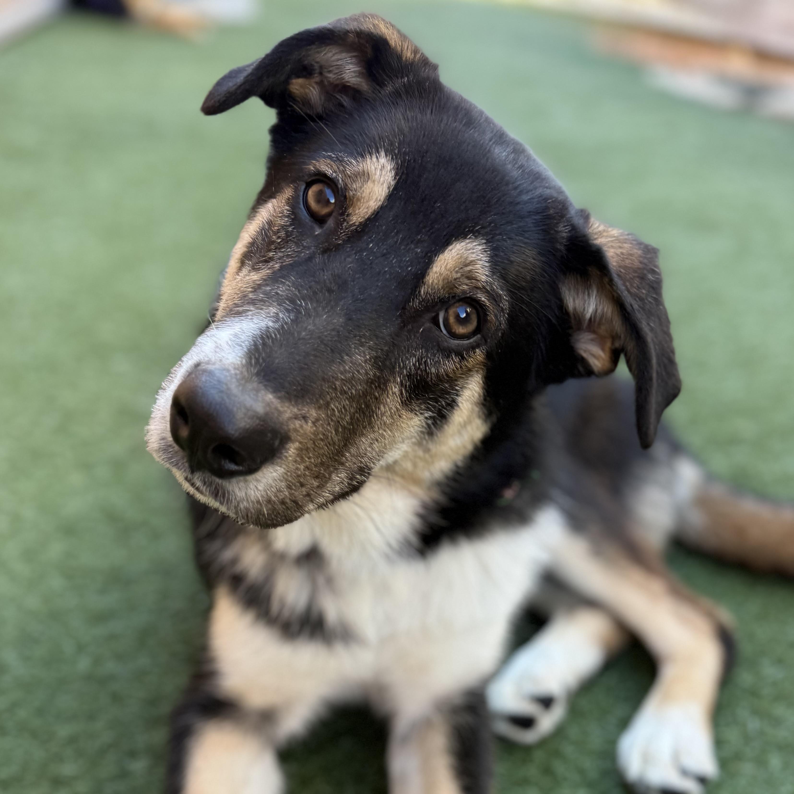 Cheddar, Adoptable, Young Male Husky & Shepherd.