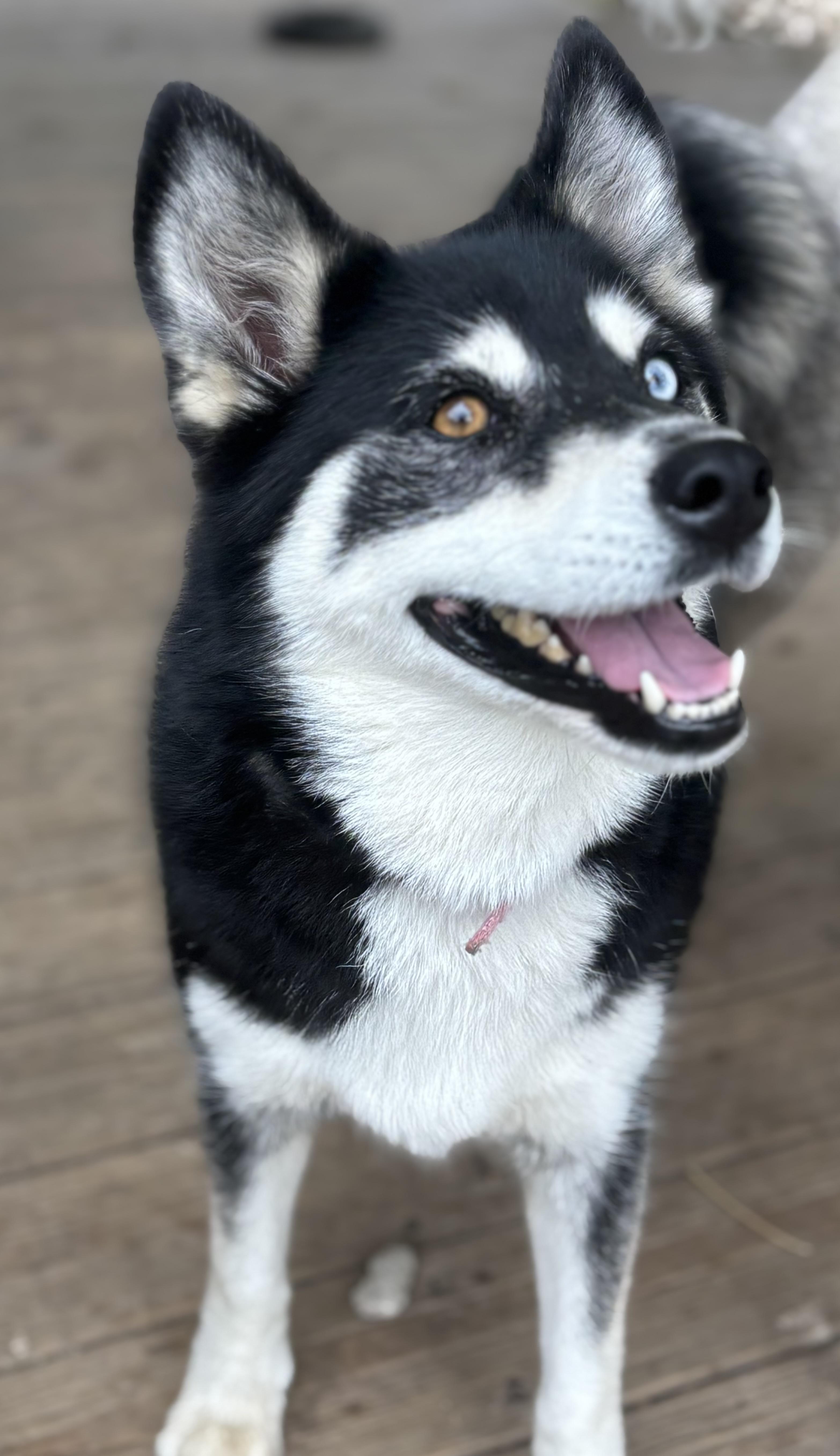 Enlarge Bailey, a Adoptable Pomsky in Russellville, OH image 1/4