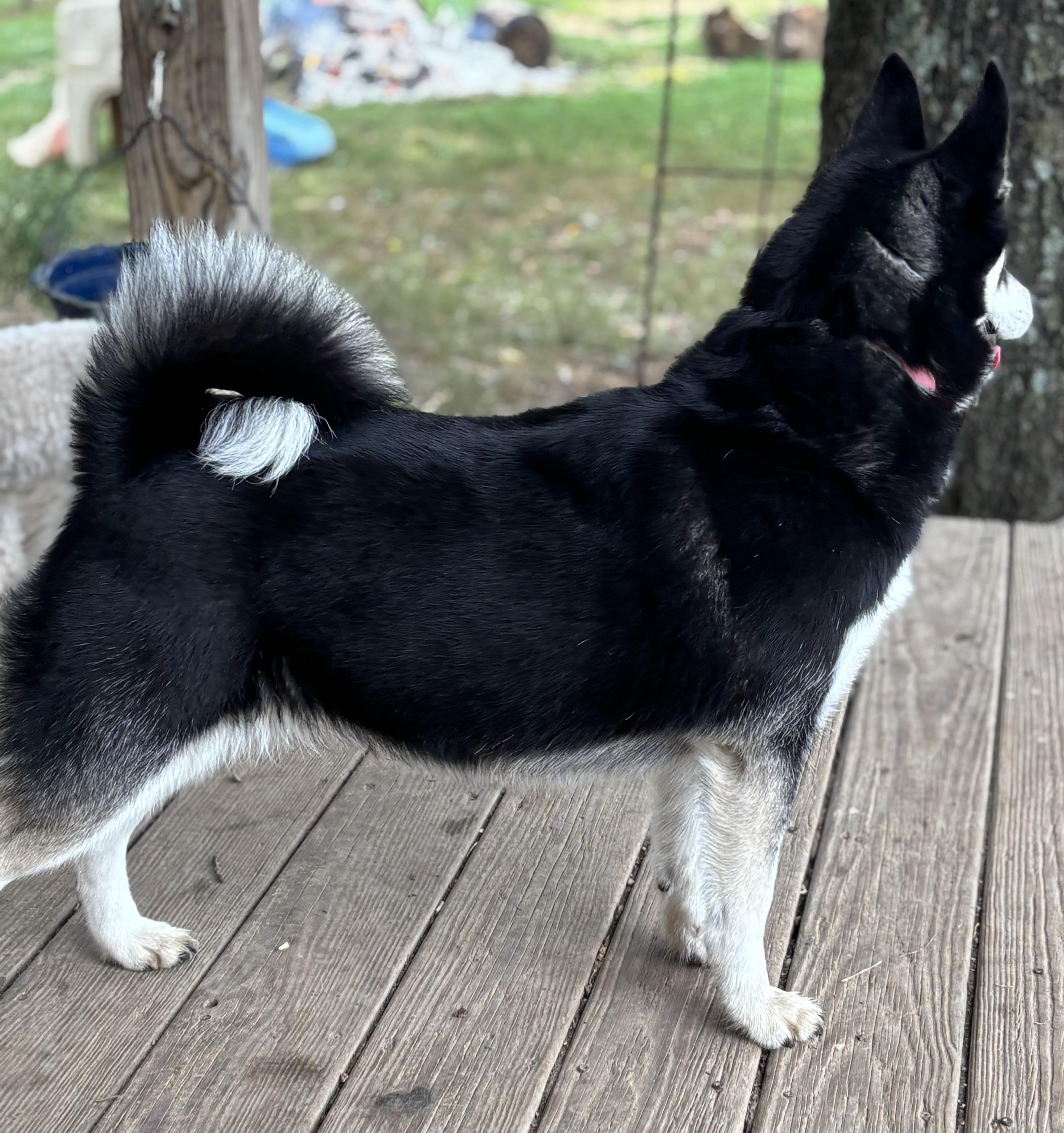 Bailey — thumbnail 2