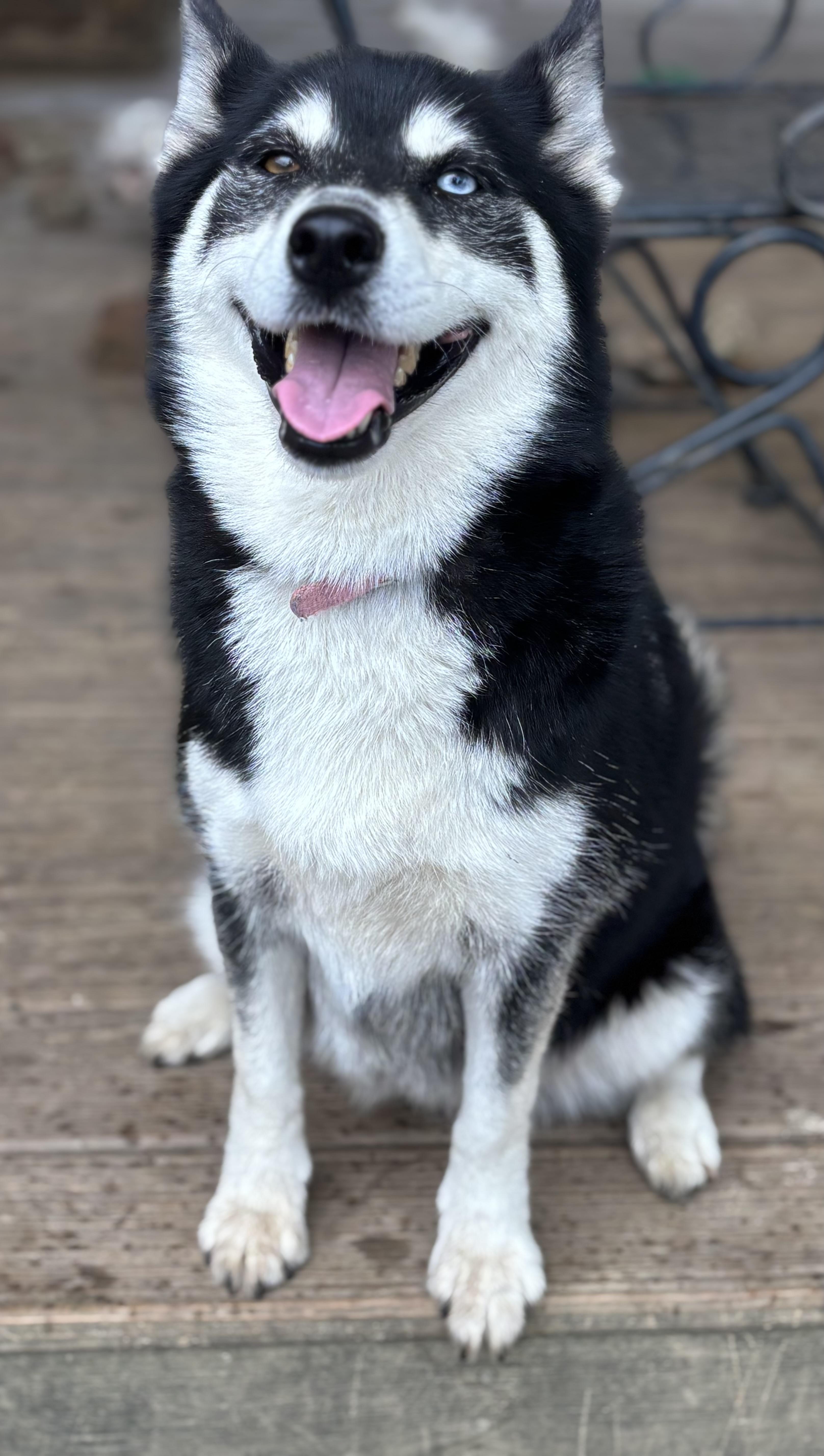 Enlarge Bailey, a Adoptable Pomsky in Russellville, OH image 3/4