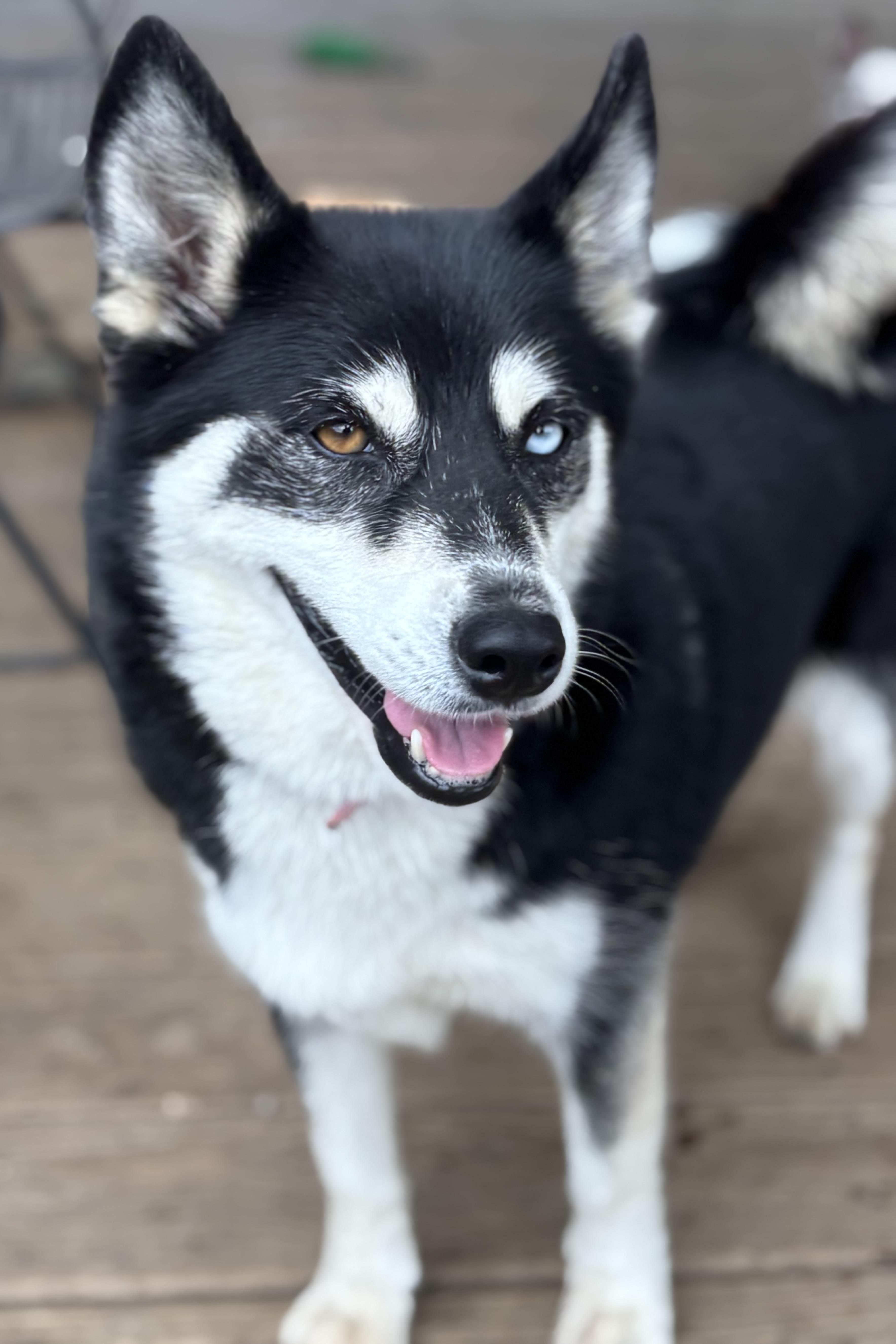 Bailey — thumbnail 4