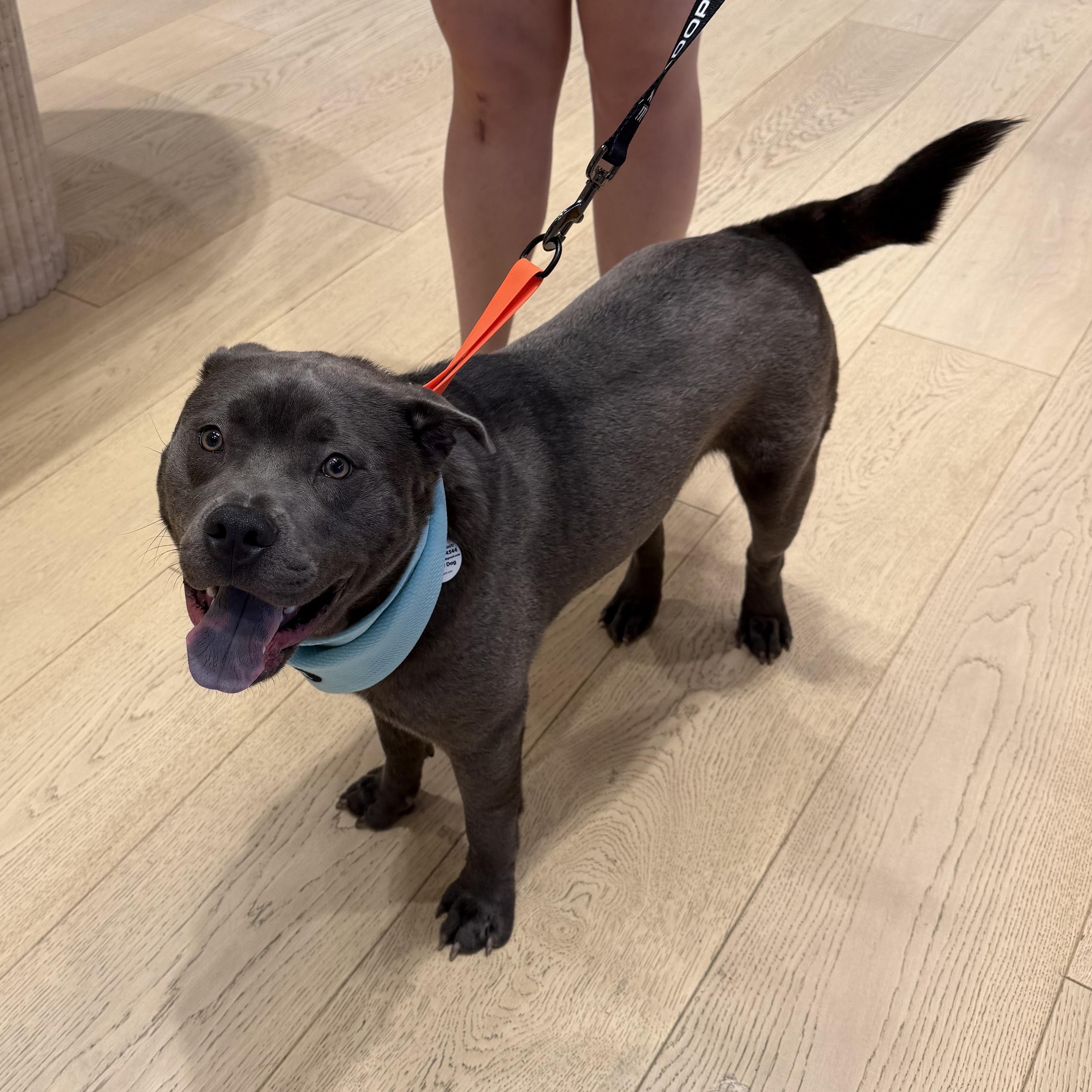 Enlarge Mickey, a ADOPTABLE mixed breed in Fredericksburg, VA image 2/6