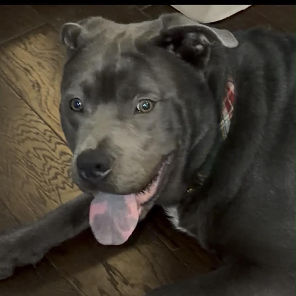 Enlarge Mickey, a ADOPTABLE mixed breed in Fredericksburg, VA image 4/6