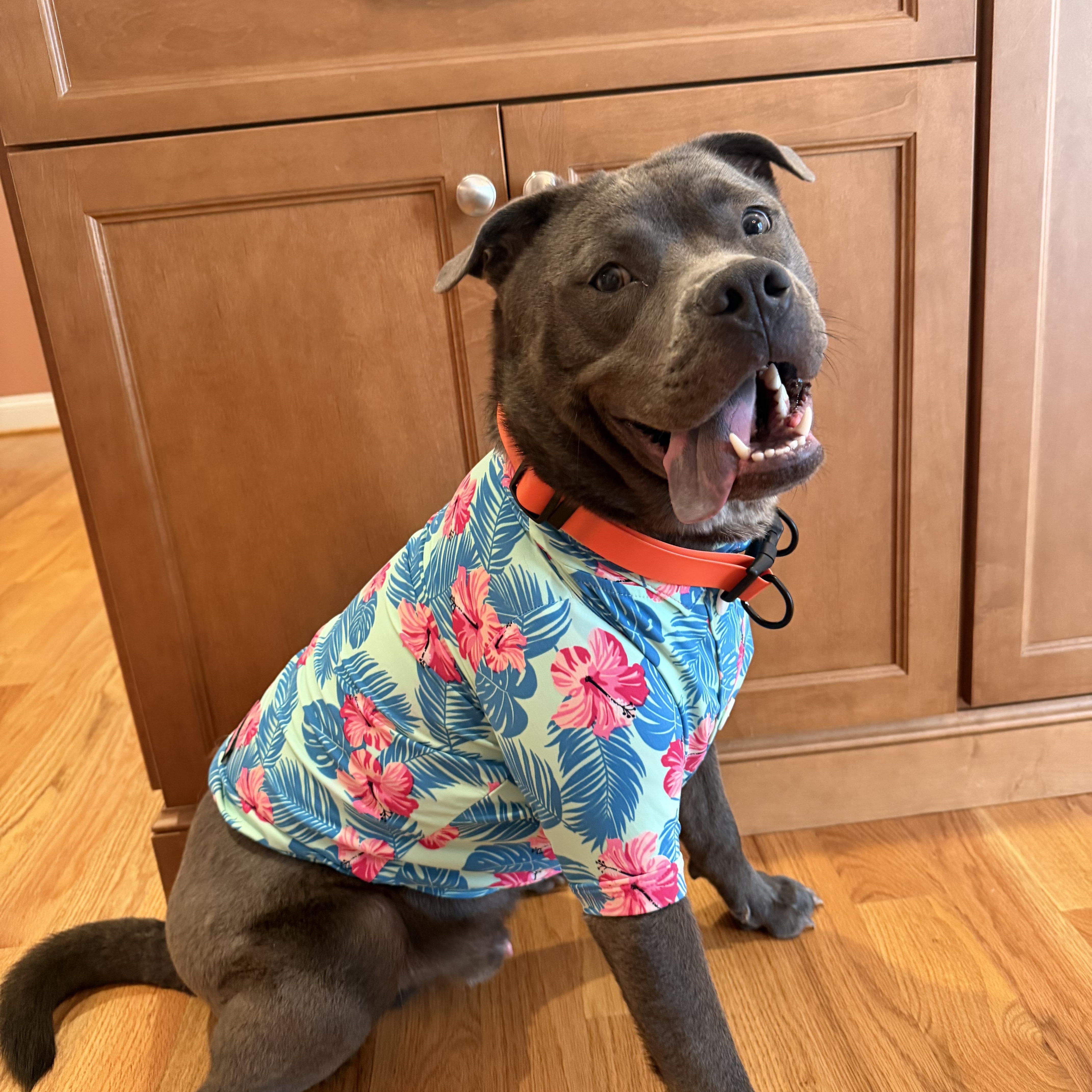 Mickey, ADOPTABLE, Young Male Chow Chow & Pit Bull Terrier.