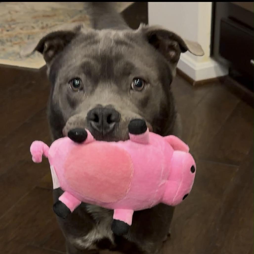 Mickey and his adorable tongue, ADOPTABLE, Young Male Chow Chow & Pit Bull Terrier.