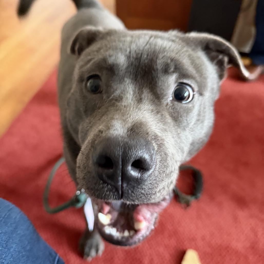 Mickey, ADOPTABLE, Young Male Chow Chow & Pit Bull Terrier.