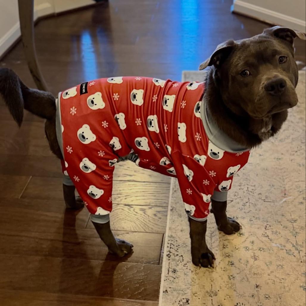 Enlarge Mickey, a ADOPTABLE mixed breed in Fredericksburg, VA image 3/6