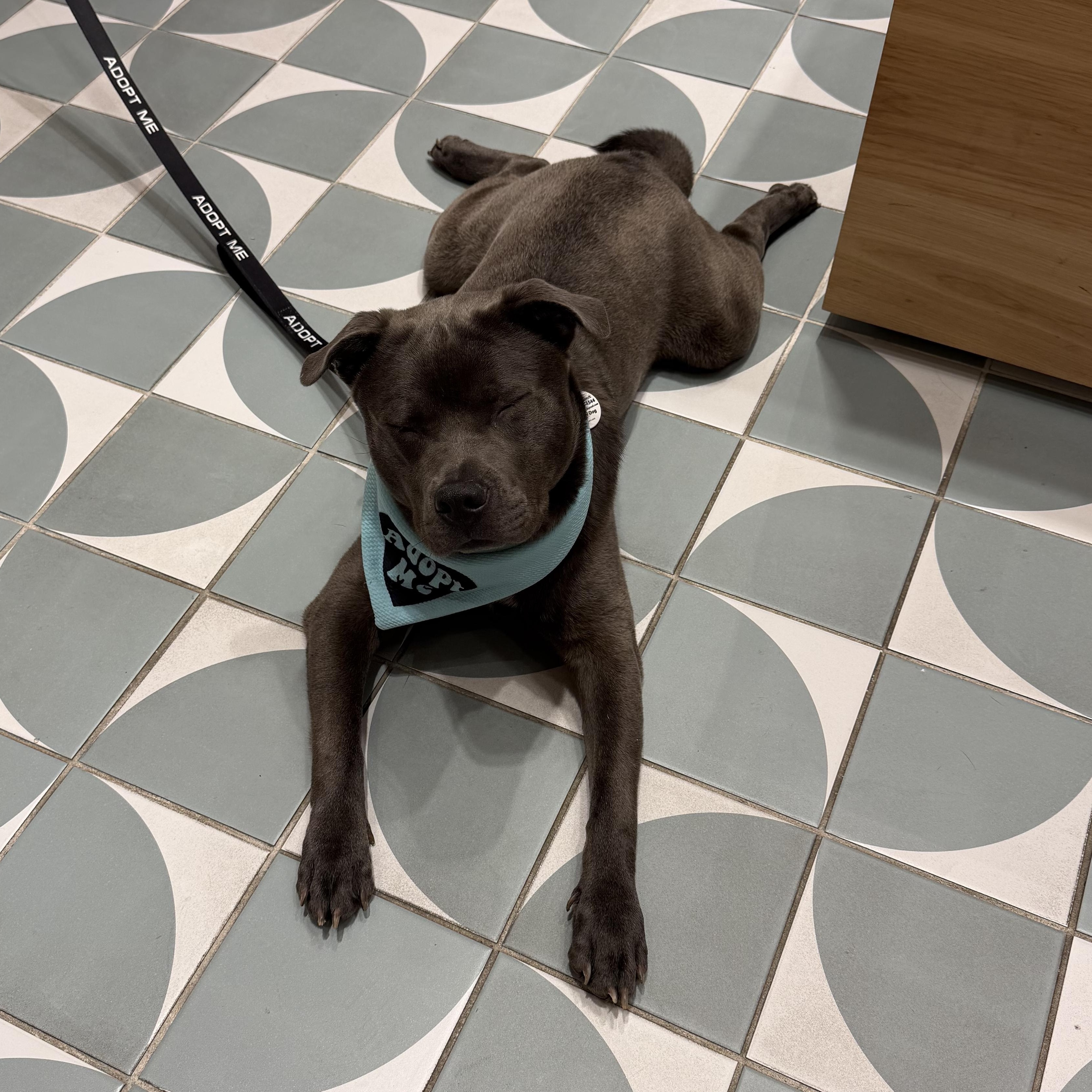 Mickey, ADOPTABLE, Young Male Chow Chow & Pit Bull Terrier.