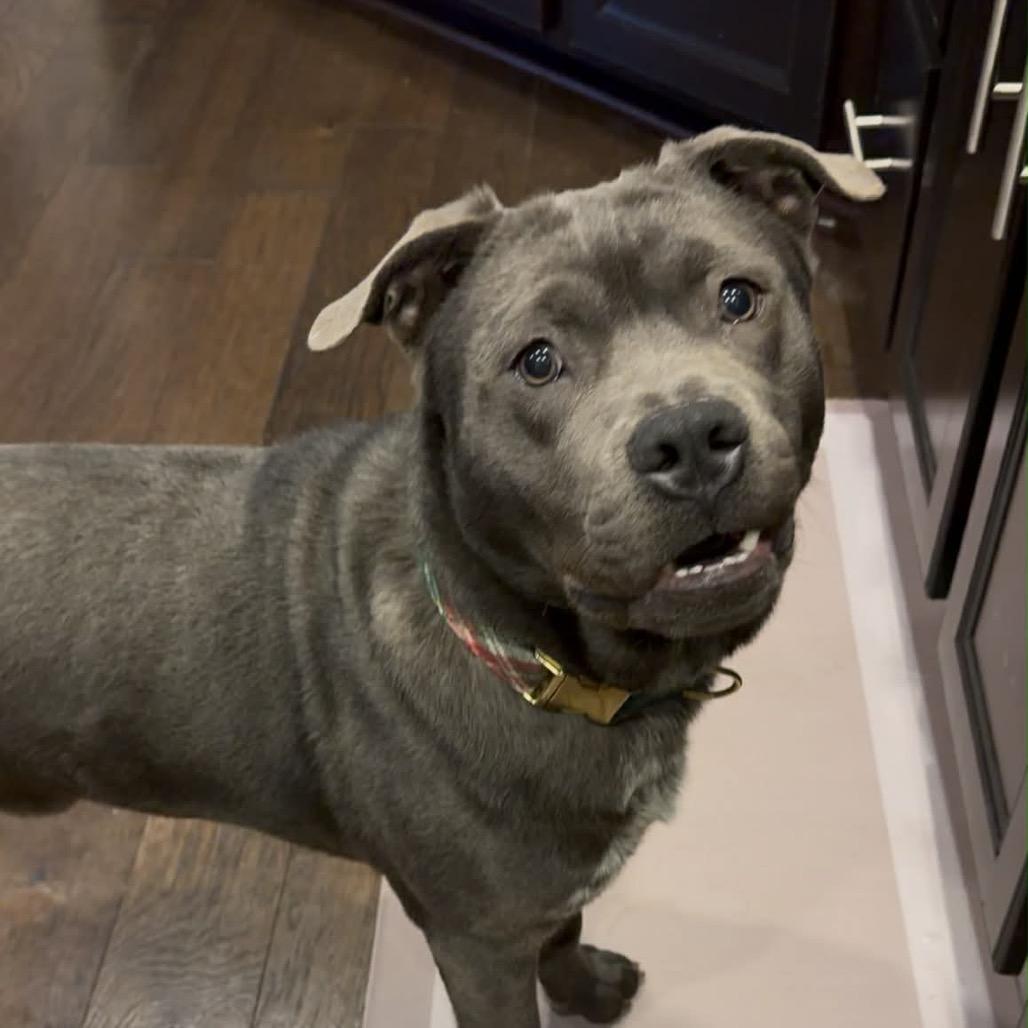 Enlarge Mickey, a ADOPTABLE mixed breed in Fredericksburg, VA image 6/6