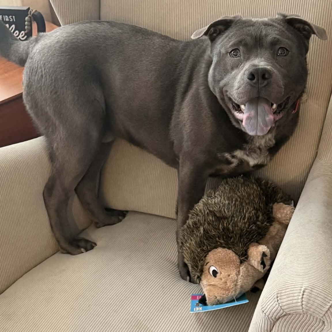 Enlarge Mickey, a ADOPTABLE mixed breed in Fredericksburg, VA image 6/6