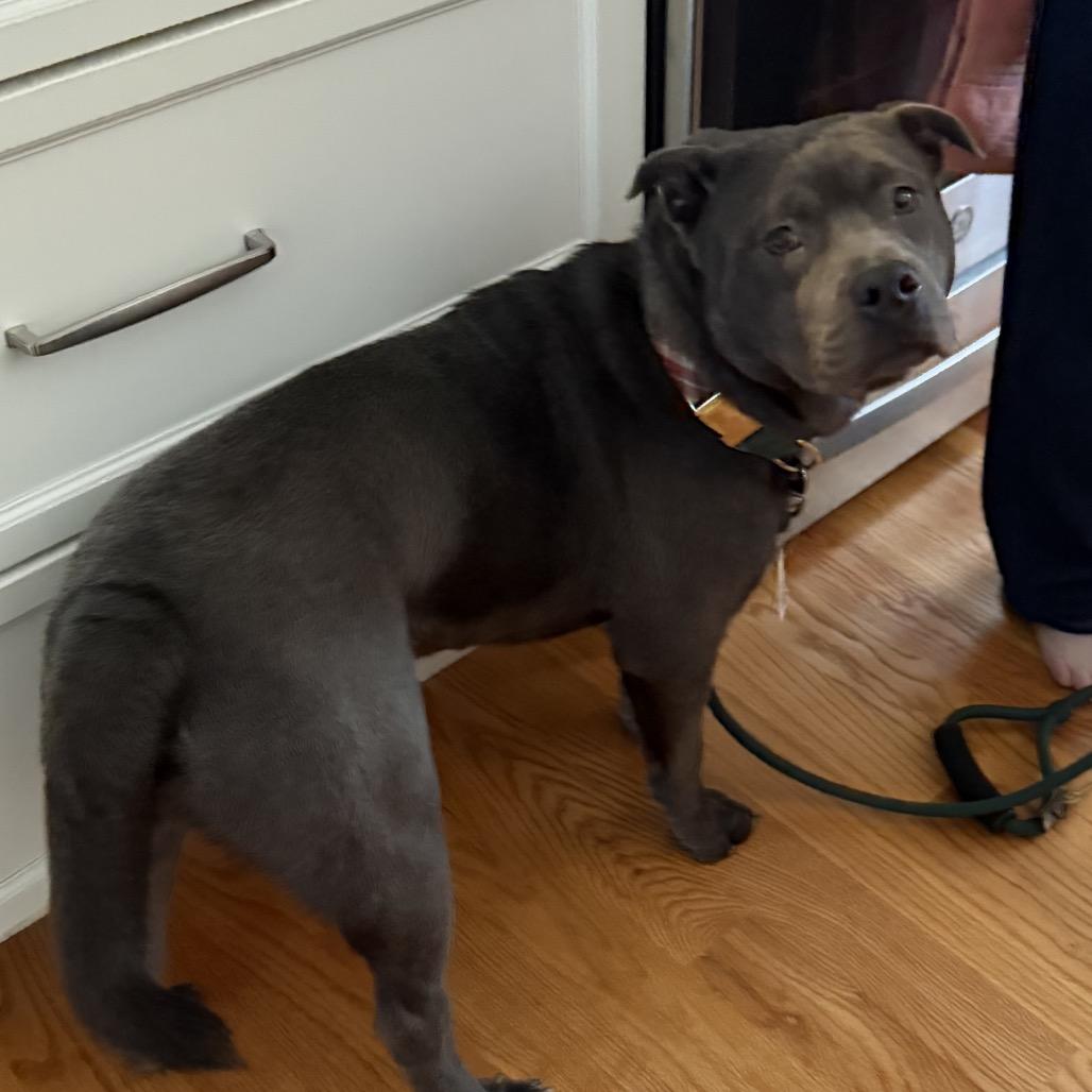 Enlarge Mickey, a ADOPTABLE mixed breed in Fredericksburg, VA image 5/6