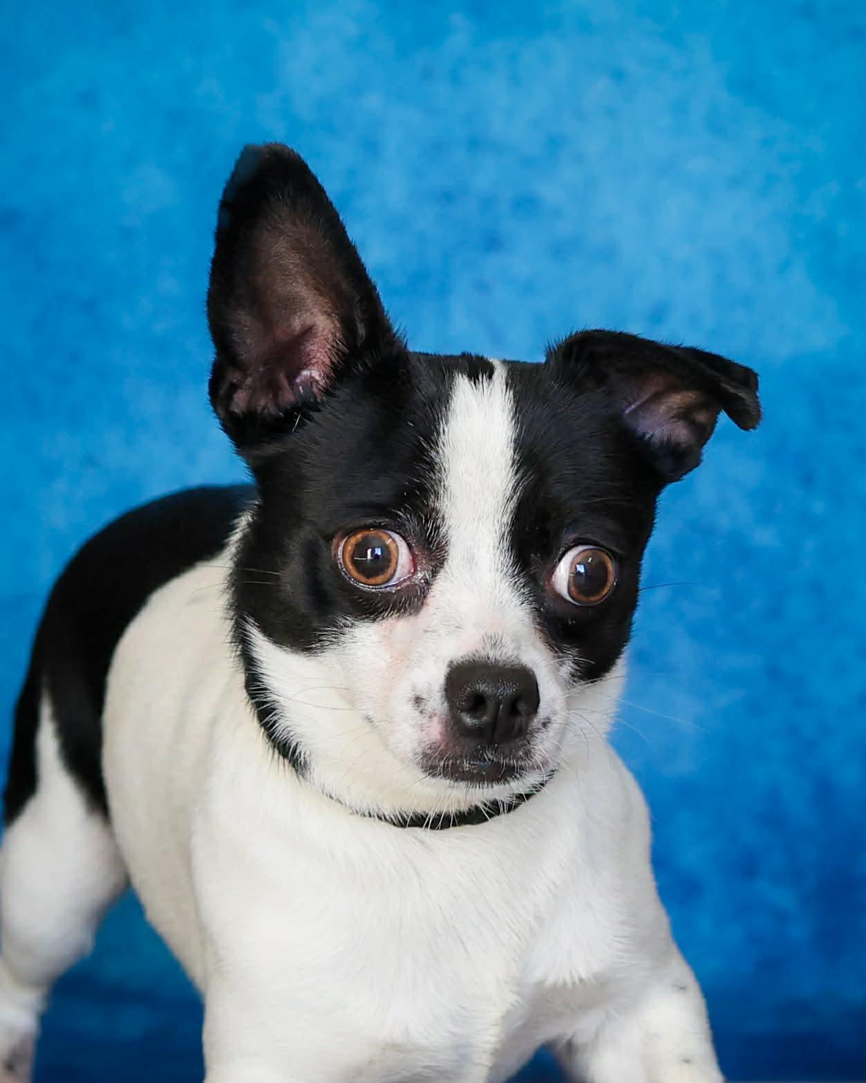 Enlarge GUMBO (0372), an adopted mixed breed in Bridgeport, CT image 1/1