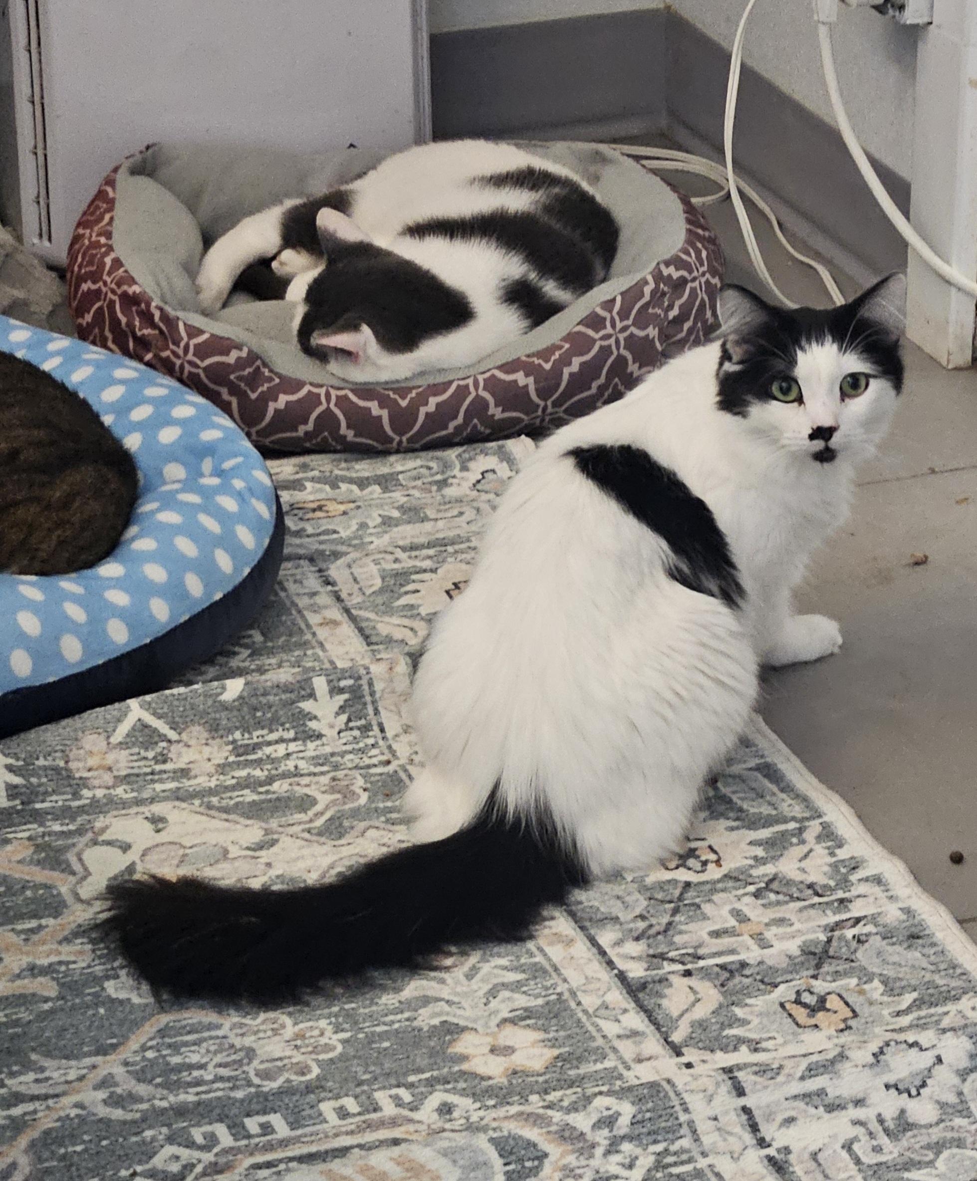 Enlarge Crackle, a Adoptable Domestic Medium Hair in Huntington Beach, CA image 1/1