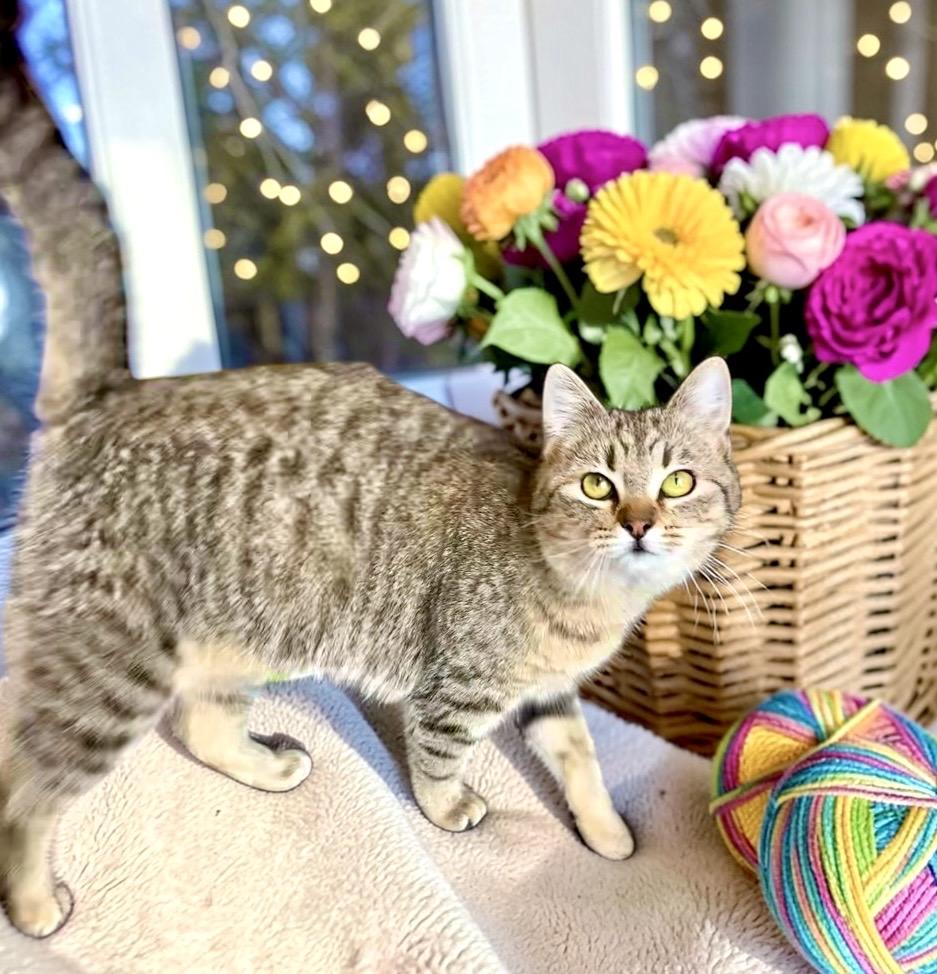 Enlarge Tab, a ADOPTABLE Tabby in Perry, IA image 2/4