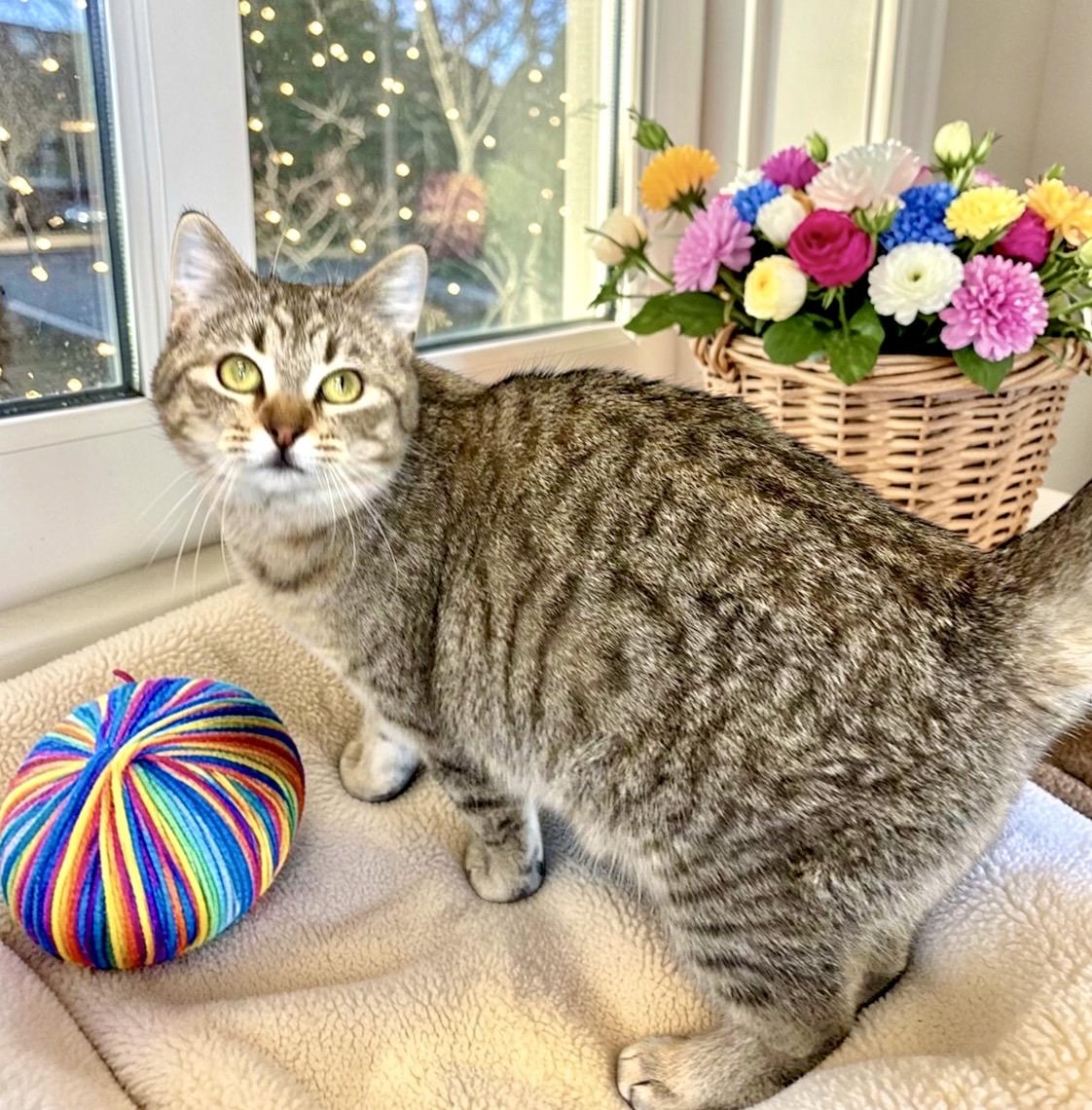 Enlarge Tab, a ADOPTABLE Tabby in Perry, IA image 4/4