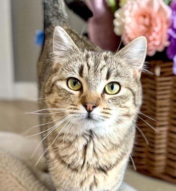 Tab, ADOPTABLE, Young Female Tabby.