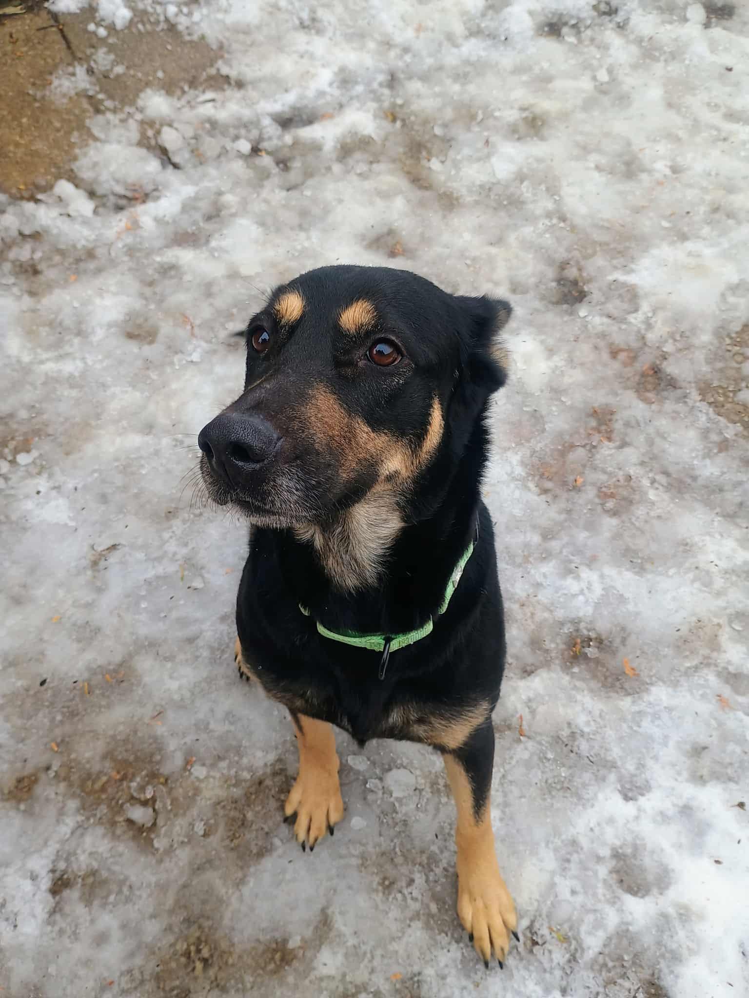 Enlarge Sahara, a ADOPTABLE mixed breed in Brunswick, OH image 1/2