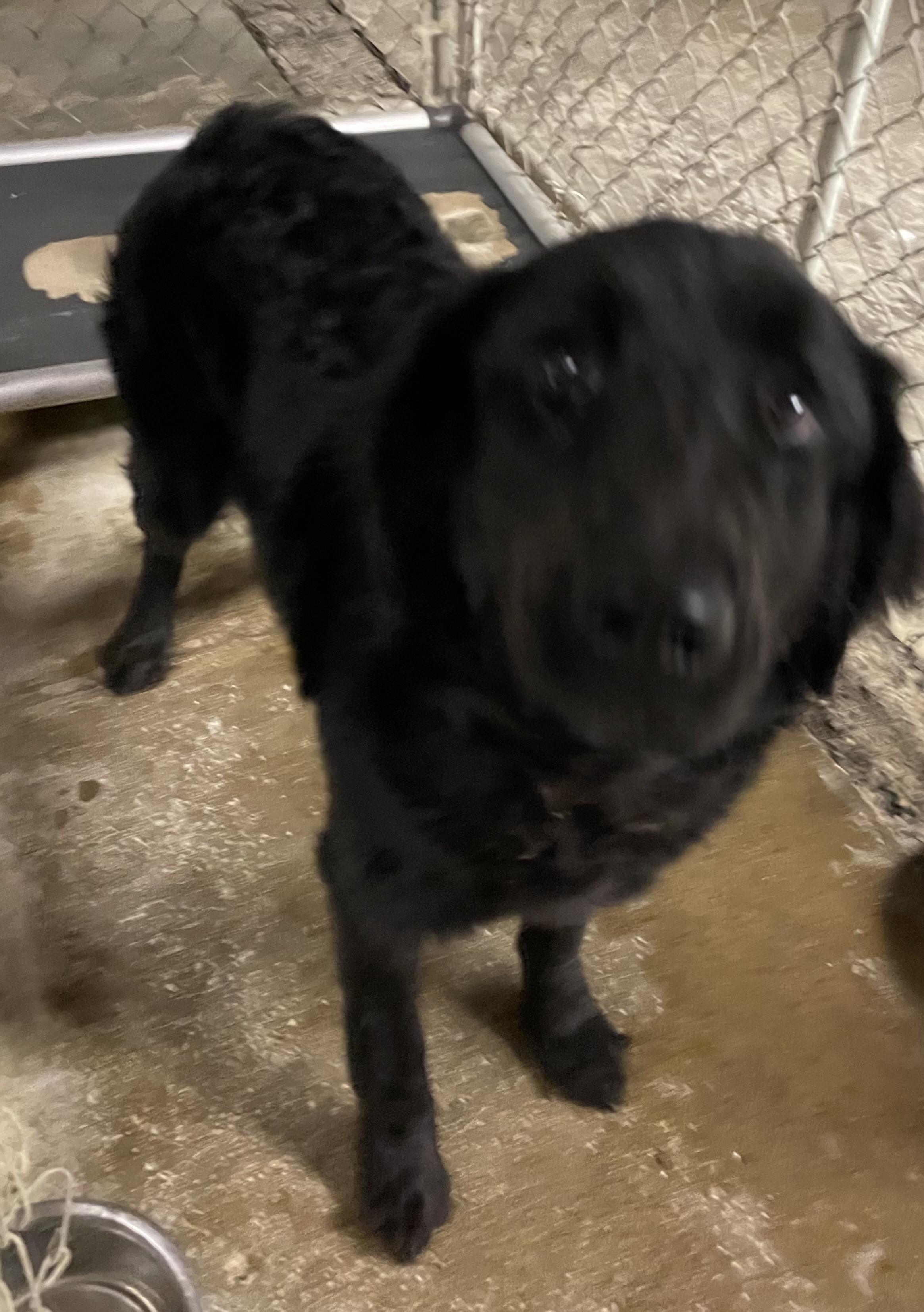 Vegas ADOPTED, an adopted mixed breed in Canton, OH image 3/4