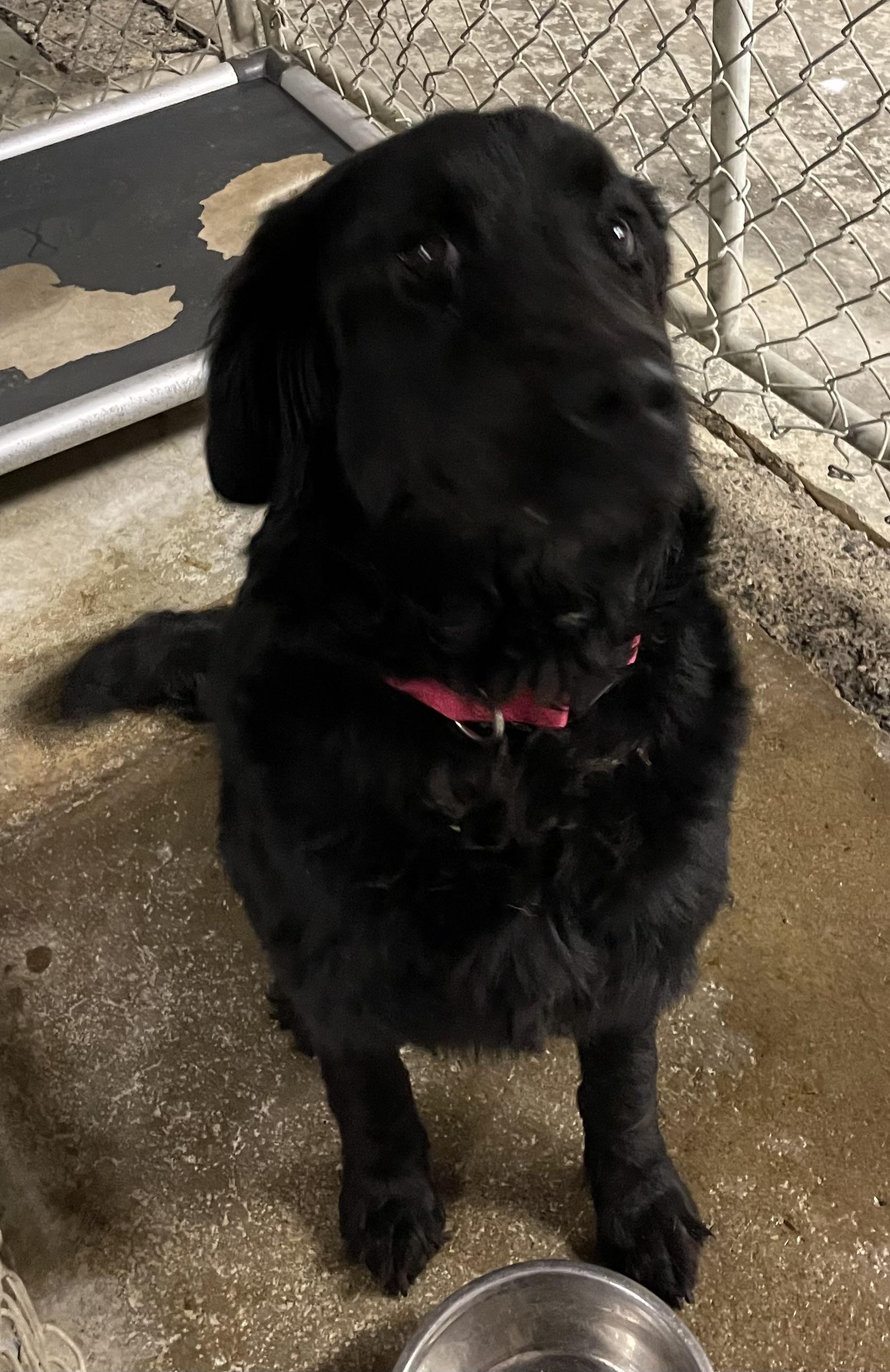 Vegas ADOPTED, an adopted mixed breed in Canton, OH image 4/4