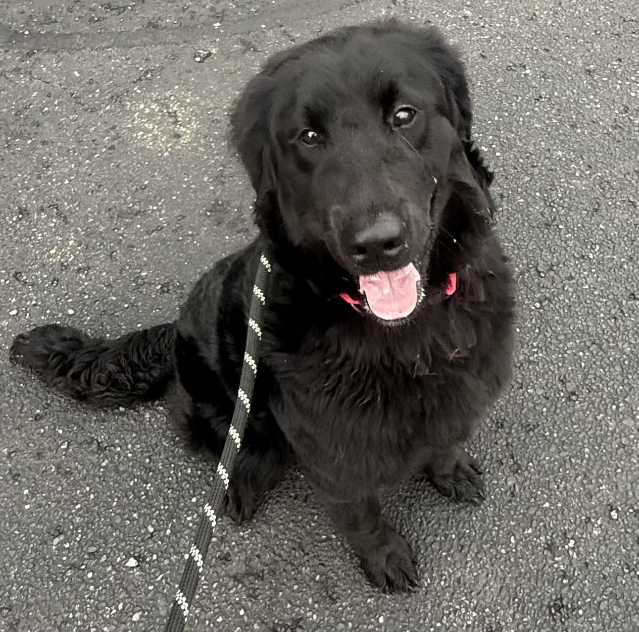 Vegas ADOPTED, adopted, Young Female Black Labrador Retriever.