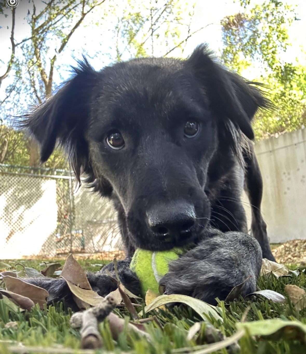 Enlarge Maye, an adopted Retriever in Lauderhill, FL image 1/3