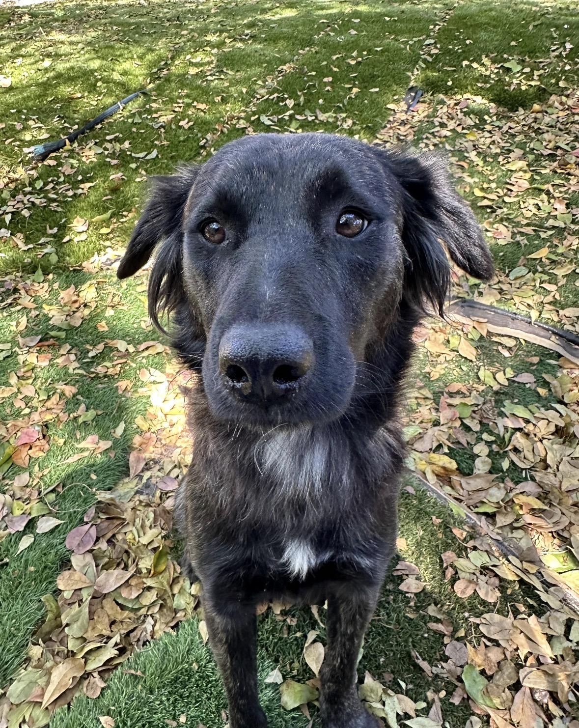 Enlarge Maye, an adopted Retriever in Lauderhill, FL image 2/3