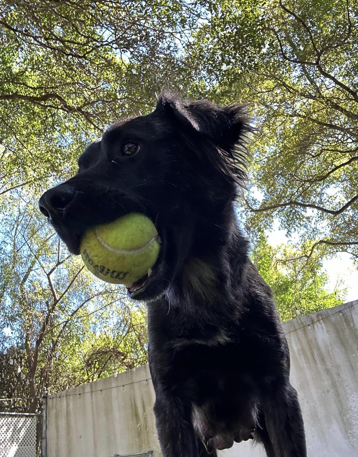 Enlarge Maye, an adopted Retriever in Lauderhill, FL image 3/3