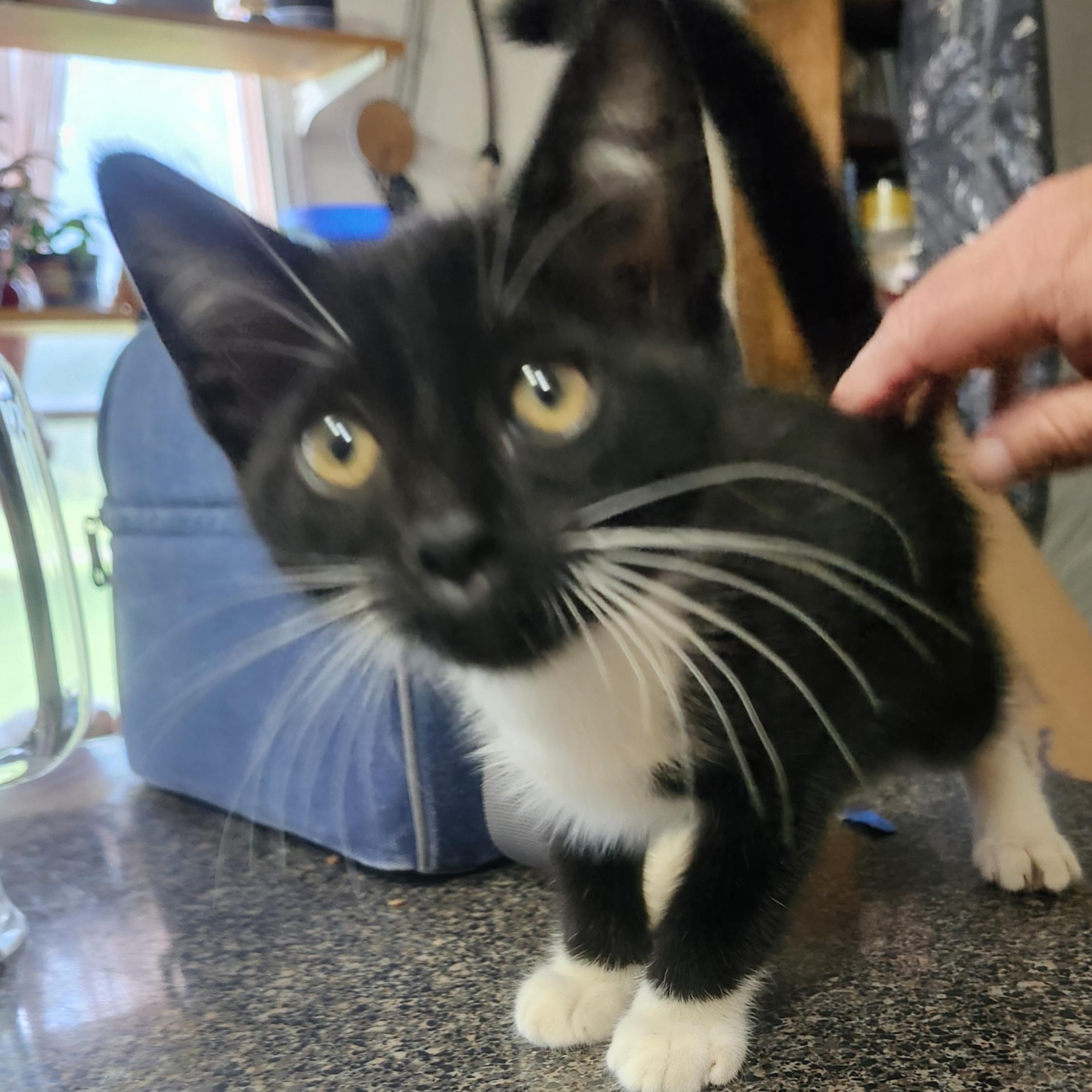 Enlarge Dex, a Adopted mixed breed in Charlotte, NC image 4/6