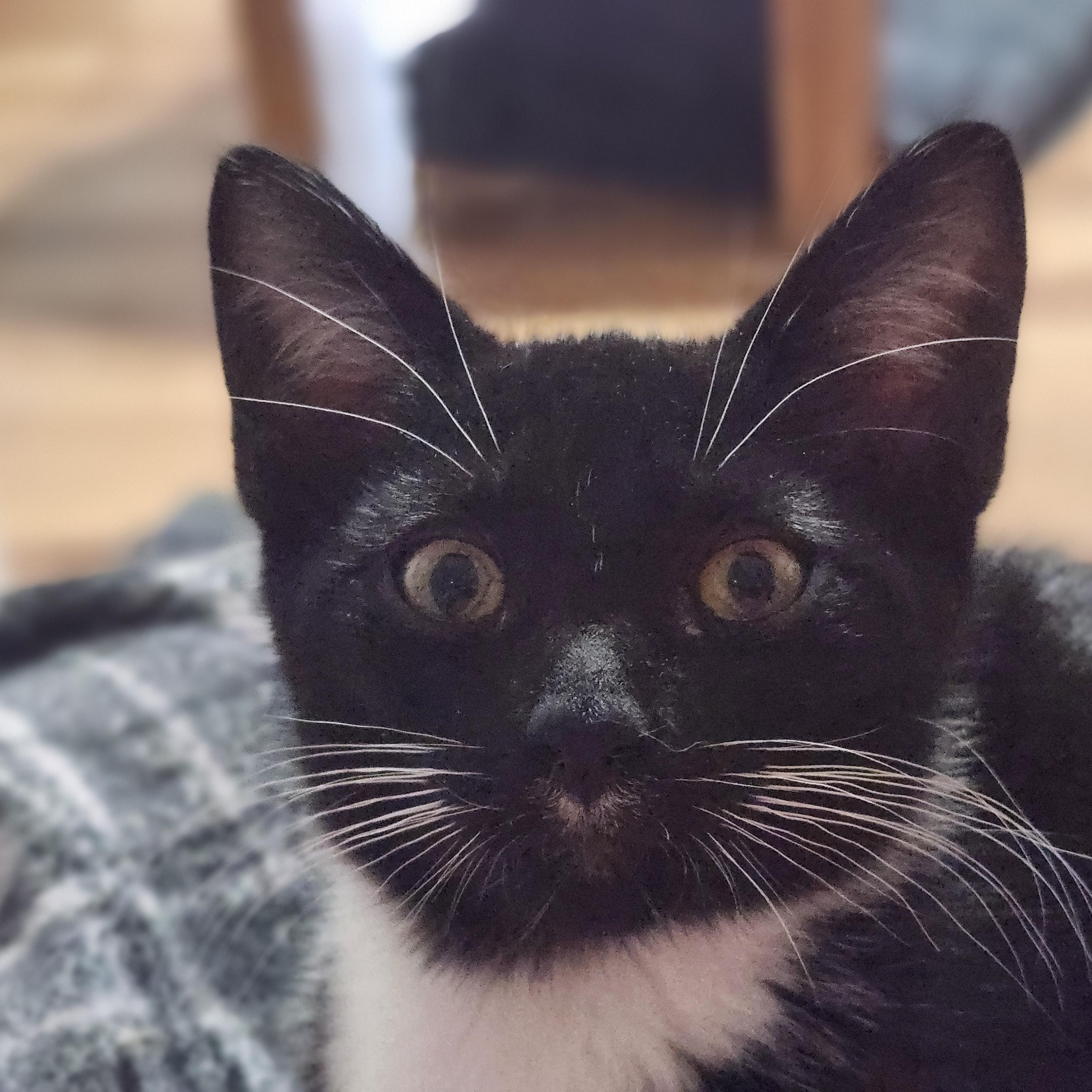 Dex, Adopted, Young Male Tuxedo.
