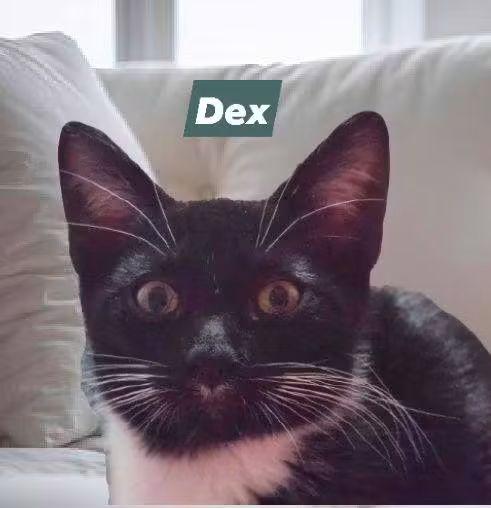 Enlarge Dex, a Adopted mixed breed in Charlotte, NC image 6/6