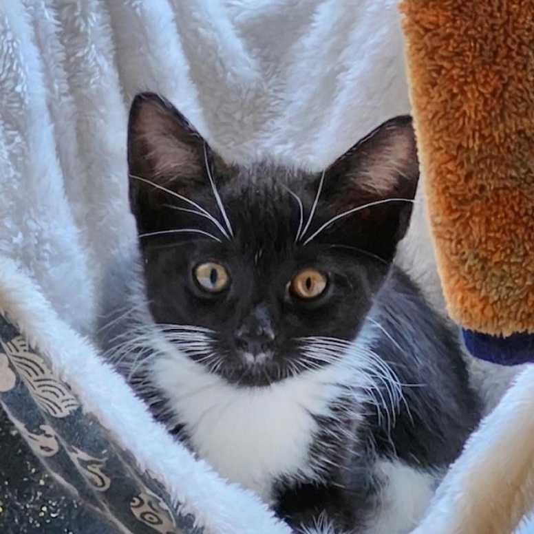 Enlarge Dex, a Adopted mixed breed in Charlotte, NC image 2/6