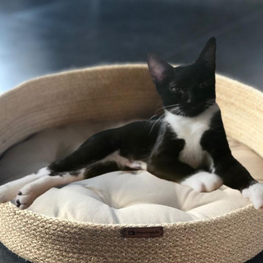 Enlarge Dex, a Adopted mixed breed in Charlotte, NC image 5/6