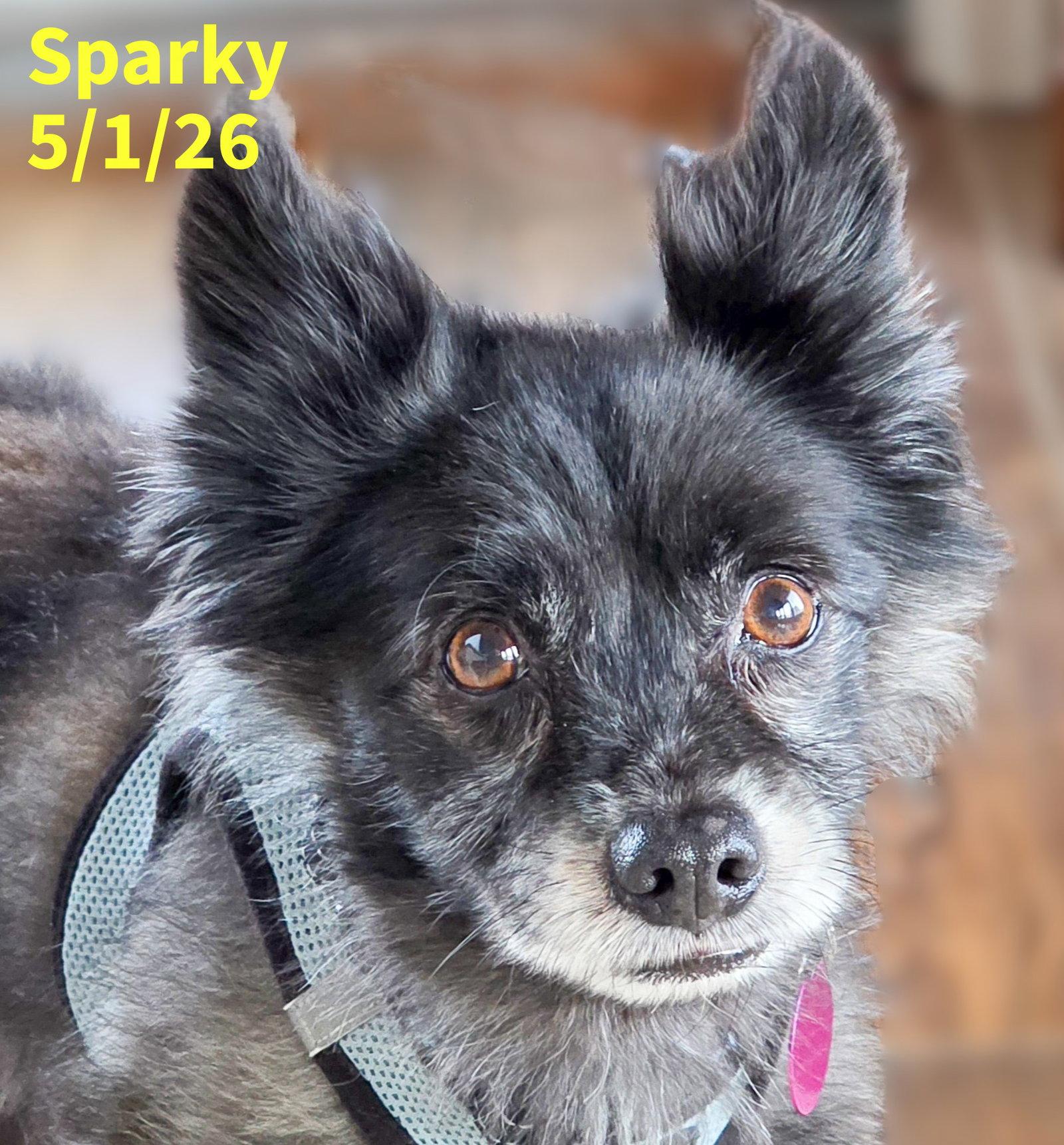 Sparky, Adoptable, Young Male Pomeranian.