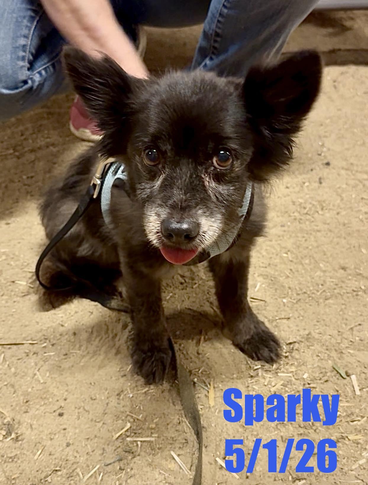 Sparky, a Adoptable Pomeranian in Berlin, MD image 2/3
