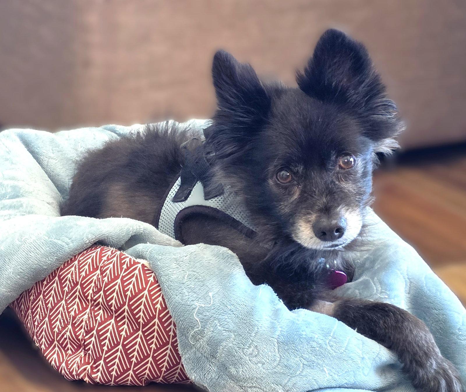 Sparky, a Adoptable Pomeranian in Berlin, MD image 3/3